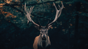 Deer in a forest